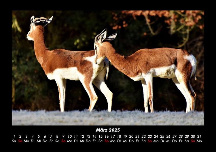 Produktbild: Tiere in der Wildnis 2025 Fotokalender DIN A3