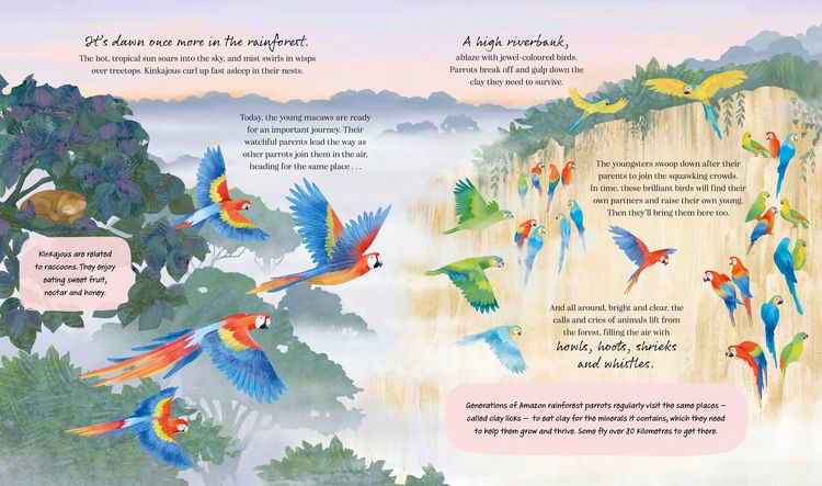 Produktbild: A Rainforest Story