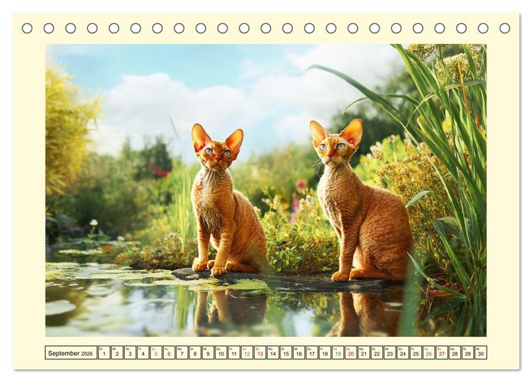 Produktbild: Devon Rex Katzen. Der aufgeweckte Kobold im Garten (Tischkalender 2026 DIN A5 quer), CALVENDO Monatskalender