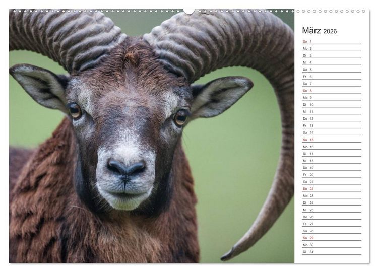 Produktbild: Emotionale Momente: Muffelwild. (hochwertiger Premium Wandkalender 2026 DIN A2 quer), Kunstdruck in Hochglanz