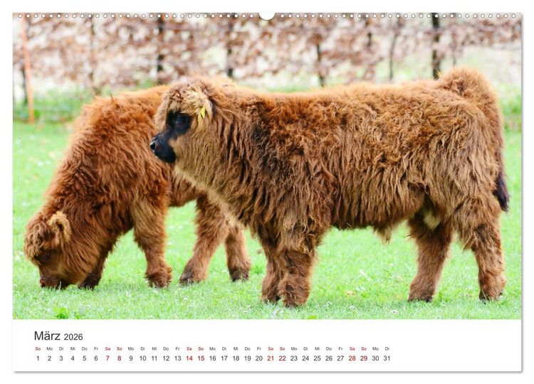 Produktbild: K&auml;lber - Kleine Herzensbrecher auf den Wiesen (Wandkalender 2026 DIN A2 quer), CALVENDO Monatskalender
