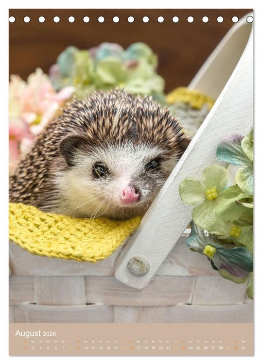 Produktbild: Gilbert der Igel (Tischkalender 2026 DIN A5 hoch), CALVENDO Monatskalender