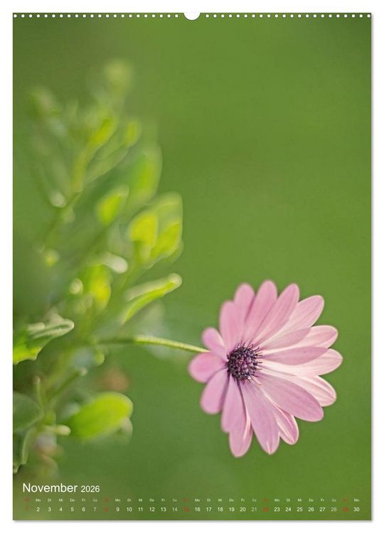 Produktbild: NATUR PUR Kleine Blumen am Wegesrand (Wandkalender 2026 DIN A2 hoch), CALVENDO Monatskalender