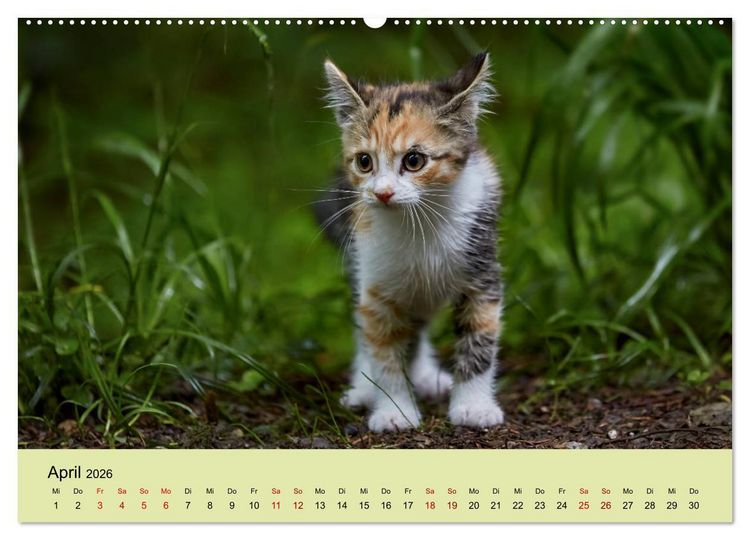 Produktbild: Junge Katzen im Wald (Wandkalender 2026 DIN A2 quer), CALVENDO Monatskalender