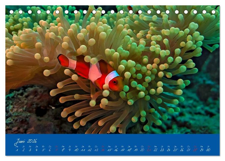 Produktbild: Meer sehen - Abenteuer Tauchen (Tischkalender 2026 DIN A5 quer), CALVENDO Monatskalender