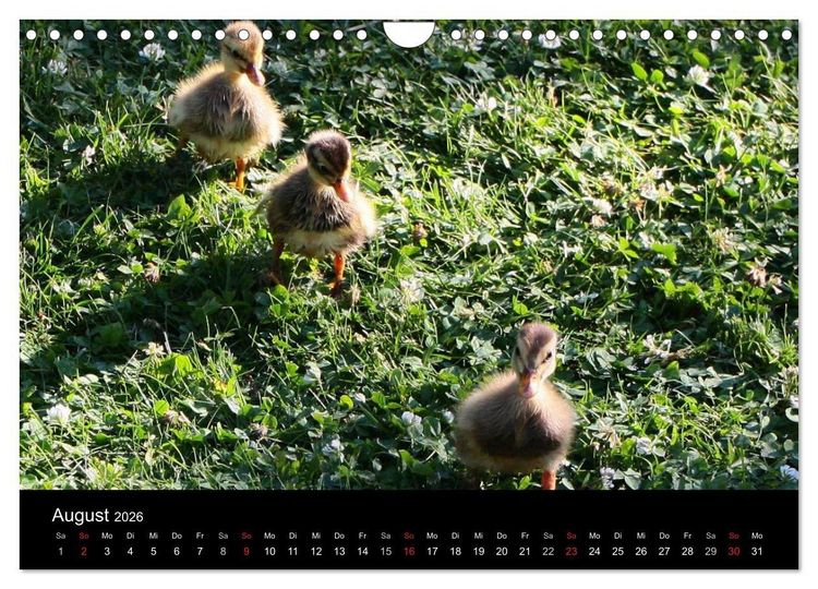 Produktbild: Laufentenk&uuml;ken - Sunny (Wandkalender 2026 DIN A4 quer), CALVENDO Monatskalender