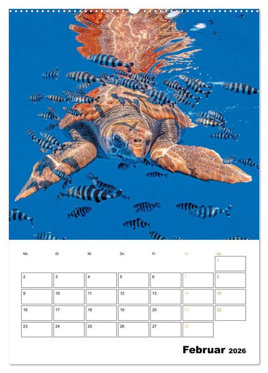 Produktbild: Wunderbare Wasserwelt der Meeresschildkr&ouml;ten (Wandkalender 2026 DIN A2 hoch), CALVENDO Monatskalender