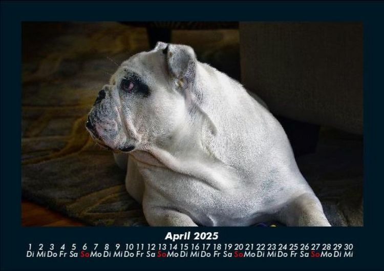 Produktbild: Hundezauber 2025 Fotokalender DIN A5
