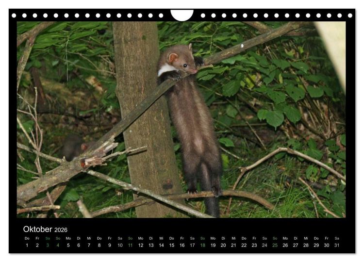 Produktbild: Marderkinder (Wandkalender 2026 DIN A4 quer), CALVENDO Monatskalender