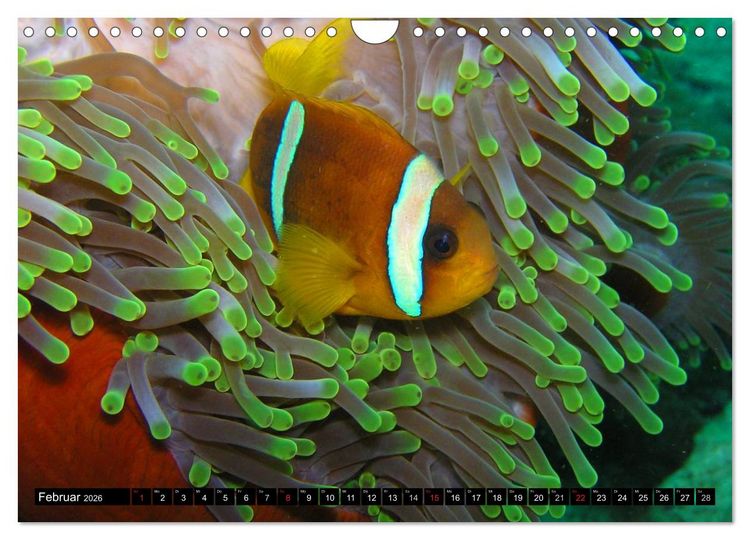 Produktbild: Fische und Meerestiere (Wandkalender 2026 DIN A4 quer), CALVENDO Monatskalender