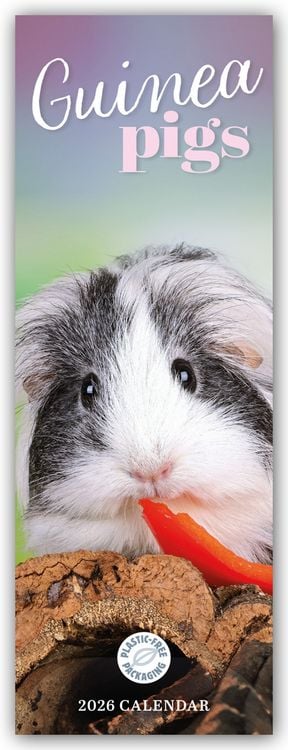 Produktbild: Guniea Pigs – Meerschweinchen 2026 – Slimline-Kalender