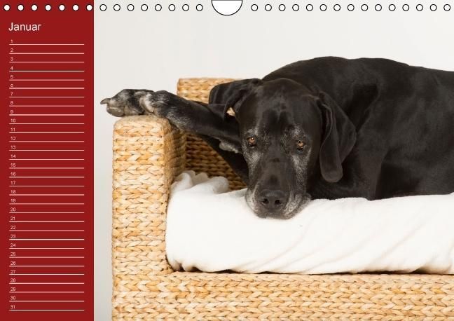 Produktbild: Deutsche Doggen / Geburtstagskalender (Wandkalender immerw&auml;hrend DIN A4 quer)