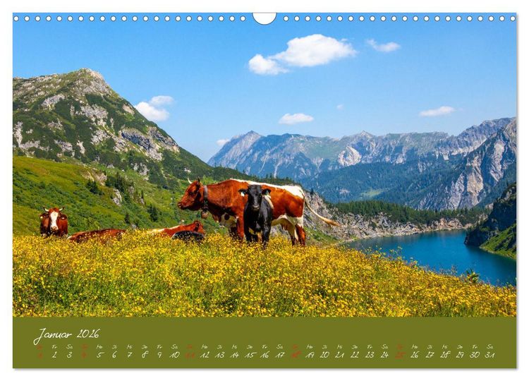 Produktbild: Friedliche K&uuml;he (Wandkalender 2026 DIN A3 quer), CALVENDO Monatskalender