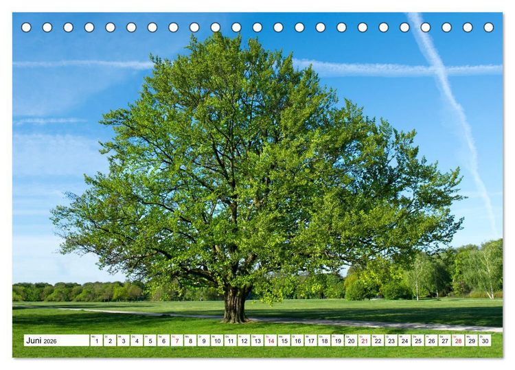Produktbild: Die Buche: 12 Baumportr&auml;ts (Tischkalender 2026 DIN A5 quer), CALVENDO Monatskalender