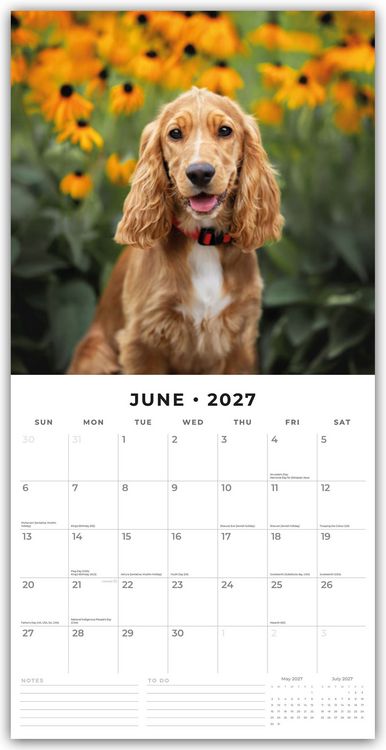 Produktbild: Cocker Spaniels &ndash; Cocker Spaniel 2027 &ndash; 16-Monatskalender