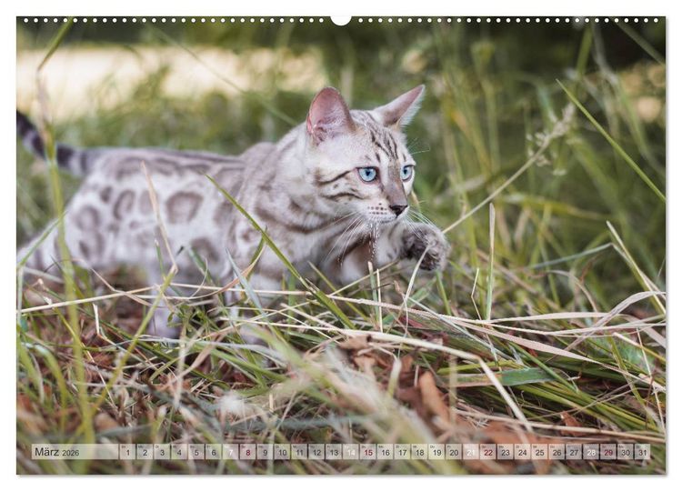 Produktbild: Wildes Wohnzimmer - Die Bengalkatze (hochwertiger Premium Wandkalender 2026 DIN A2 quer), Kunstdruck in Hochglanz
