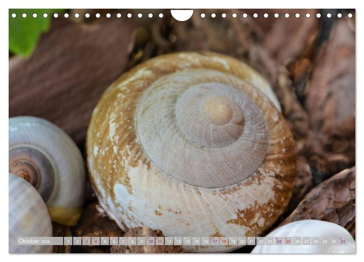 Produktbild: H&auml;user der Meere: Muscheln - Seeigel - Schnecken (Wandkalender 2026 DIN A4 quer), CALVENDO Monatskalender