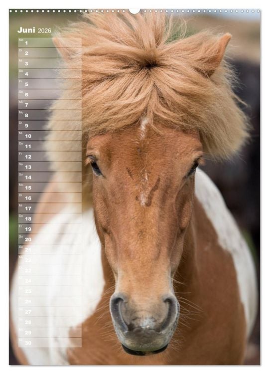 Produktbild: Mein ISLANDPFERDE Planer - Geburtstage, Hof-Feste, Turniere (Wandkalender 2026 DIN A2 hoch), CALVENDO Monatskalender