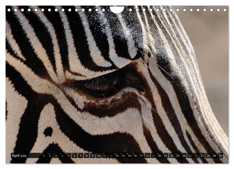 Produktbild: Wilde Tiere - Die sch&ouml;nsten Portraits (Wandkalender 2026 DIN A4 quer), CALVENDO Monatskalender