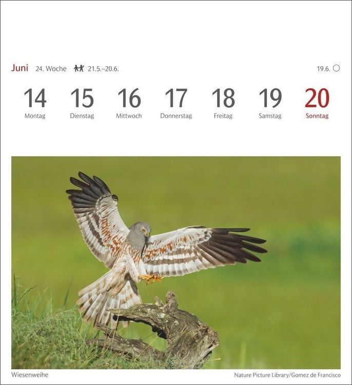 Produktbild: Heimische V&ouml;gel Postkartenkalender 2027 - Wochenkalender mit 53 Postkarten