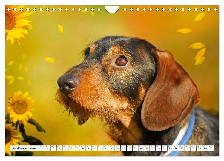 Produktbild: Dackeltr&auml;umereien - Kleine Helden auf 4 Pfoten (Wandkalender 2026 DIN A4 quer), CALVENDO Monatskalender