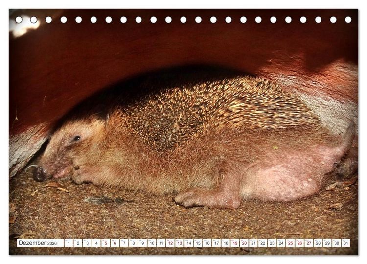 Produktbild: Mein Haus-Igel (Tischkalender 2026 DIN A5 quer), CALVENDO Monatskalender