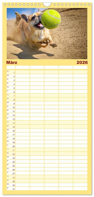 Produktbild: Familienplaner 2026 - Bullys in Action - Franz&ouml;sische Bulldoggen lieben B&auml;lle mit 5 Spalten (Wandkalender, 21 x 45 cm) CALVENDO