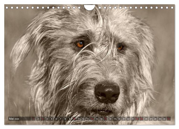Produktbild: Windhunde eye-catcher (Wandkalender 2026 DIN A4 quer), CALVENDO Monatskalender