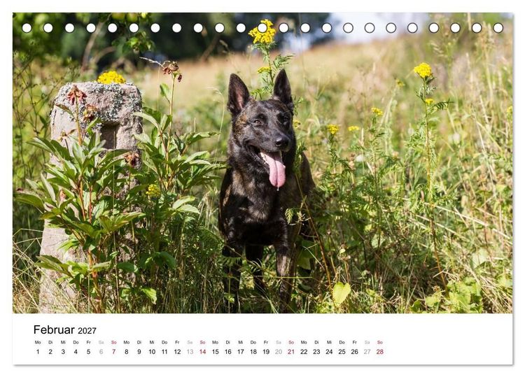 Produktbild: ausdrucksvolle Holl&auml;ndische Sch&auml;ferhunde (Tischkalender 2027 DIN A5 quer), CALVENDO Monatskalender