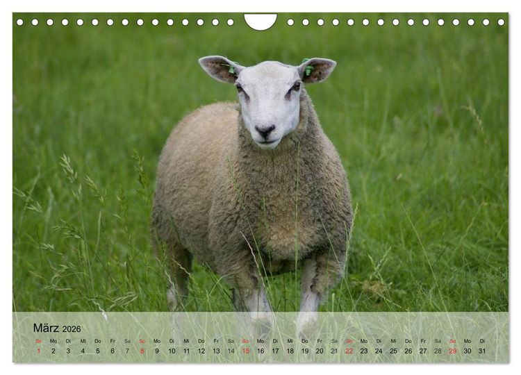 Produktbild: Schafe z&auml;hlen leicht gemacht! (Wandkalender 2026 DIN A4 quer), CALVENDO Monatskalender