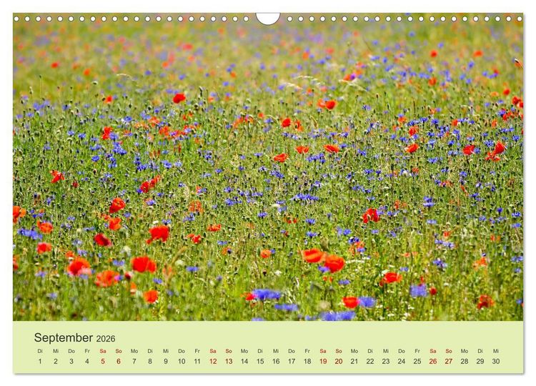 Produktbild: Wilde Blumen - ein Spaziergang durch die Natur (Wandkalender 2026 DIN A3 quer), CALVENDO Monatskalender