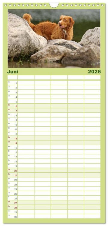 Produktbild: Familienplaner 2026 - Nova Scotia Duck Tolling Retriever mit 5 Spalten (Wandkalender, 21 x 45 cm) CALVENDO