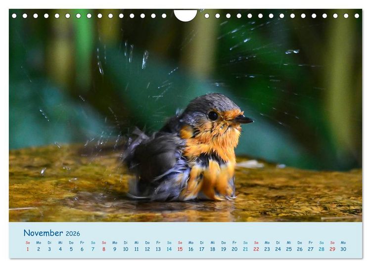 Produktbild: Sommer am Pool - Singv&ouml;gel an der Badestelle (Wandkalender 2026 DIN A4 quer), CALVENDO Monatskalender