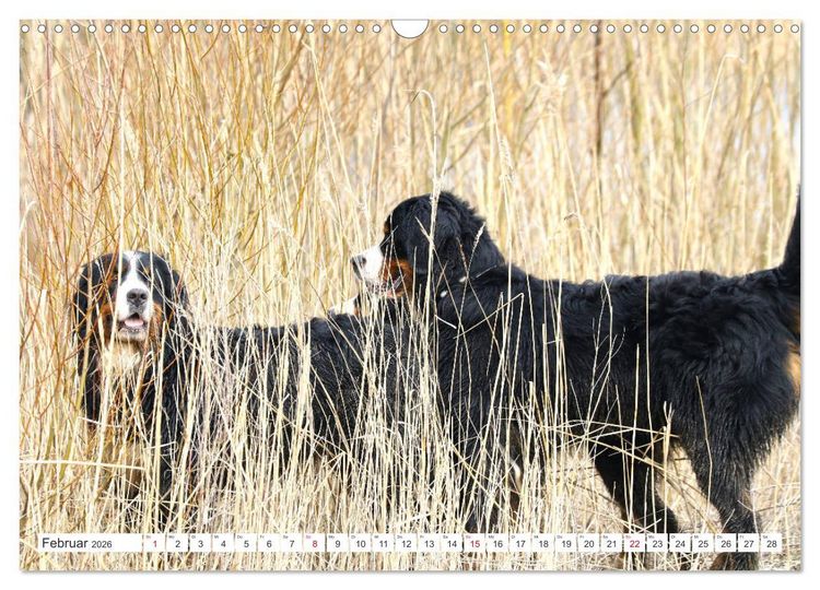 Produktbild: Berner Sennenhunde machen gl&uuml;cklich (Wandkalender 2026 DIN A3 quer), CALVENDO Monatskalender