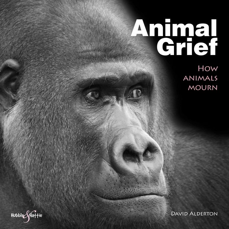 Produktbild: Animal Grief