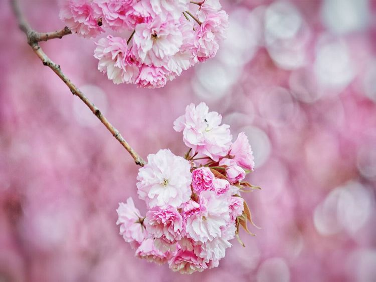 Produktbild: CALVENDO Puzzle Kirschbl&uuml;te | 1000 Teile Lege-Gr&ouml;&szlig;e 64x48cm Foto-Puzzle f&uuml;r gl&uuml;ckliche Stunden