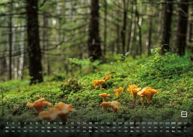 Produktbild: Wald - Erholung f&uuml;r Mensch und Tier - 2027 - Kalender DIN A2