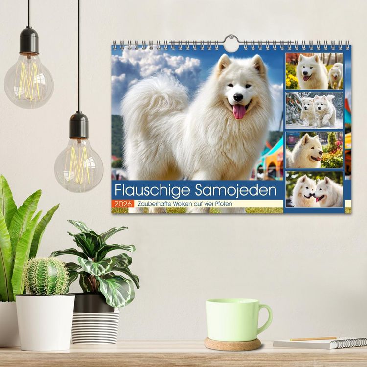 Produktbild: Flauschige Samojeden. Zauberhafte Wolken auf vier Pfoten (Wandkalender 2026 DIN A4 quer), CALVENDO Monatskalender