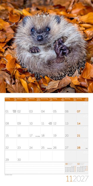 Produktbild: Igel Kalender 2027 - 30x30 - Art12