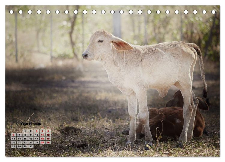 Produktbild: Nicaraguas faszinierende Flora & Fauna (Tischkalender 2026 DIN A5 quer), CALVENDO Monatskalender