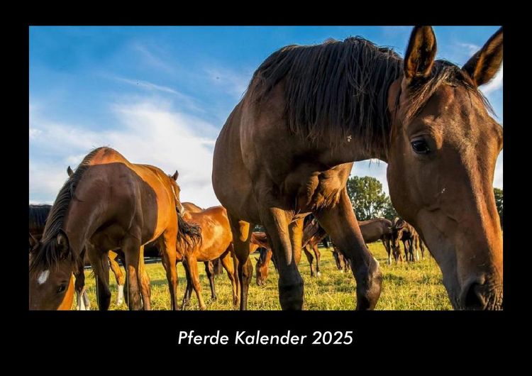 Produktbild: Pferde Kalender 2025 Fotokalender DIN A3