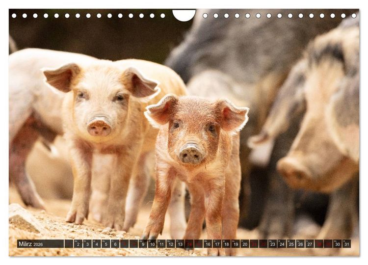 Produktbild: Korsika - s&uuml;&szlig;e, wilde Schweinchen (Wandkalender 2026 DIN A4 quer), CALVENDO Monatskalender