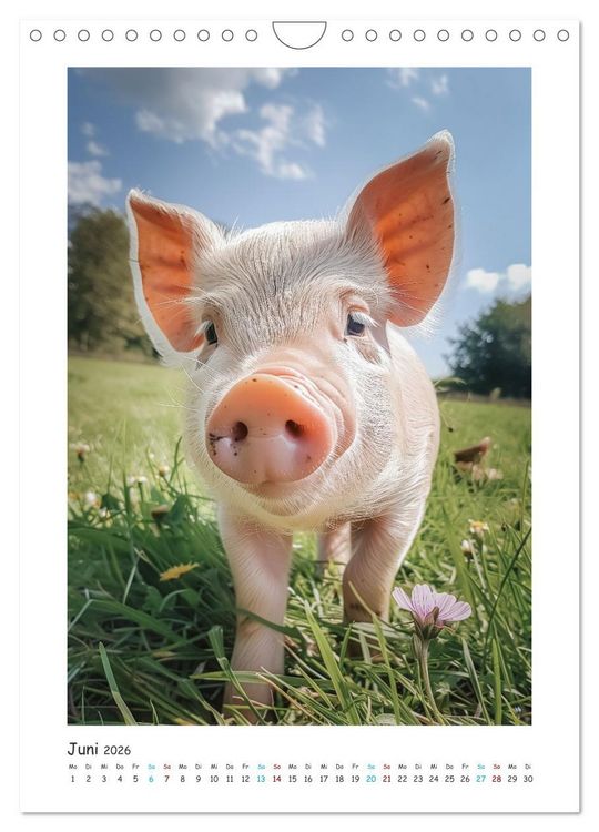 Produktbild: Schwein gehabt (Wandkalender 2026 DIN A4 hoch), CALVENDO Monatskalender