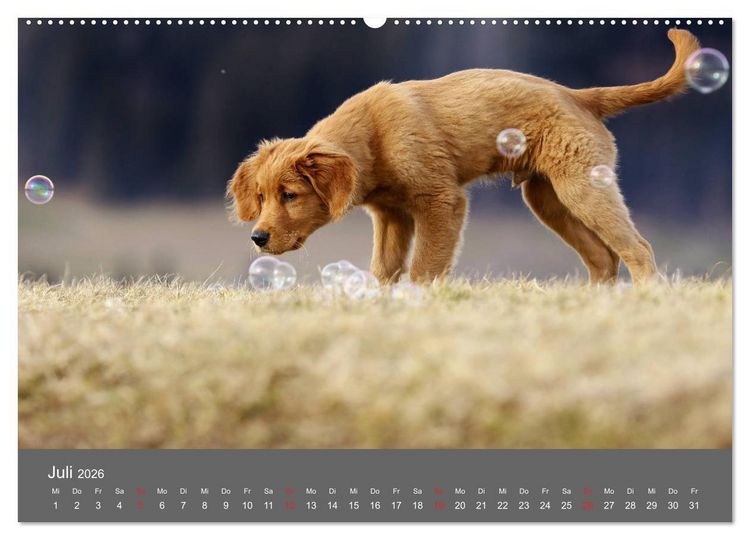 Produktbild: Chesley Kleiner Hund grosse Abenteuer (hochwertiger Premium Wandkalender 2026 DIN A2 quer), Kunstdruck in Hochglanz