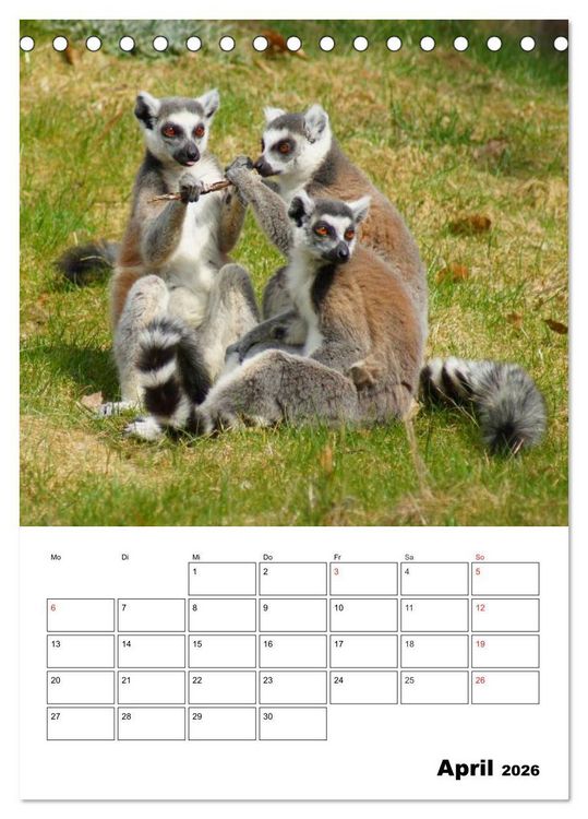 Produktbild: Katta Terminplaner (Tischkalender 2026 DIN A5 hoch), CALVENDO Monatskalender