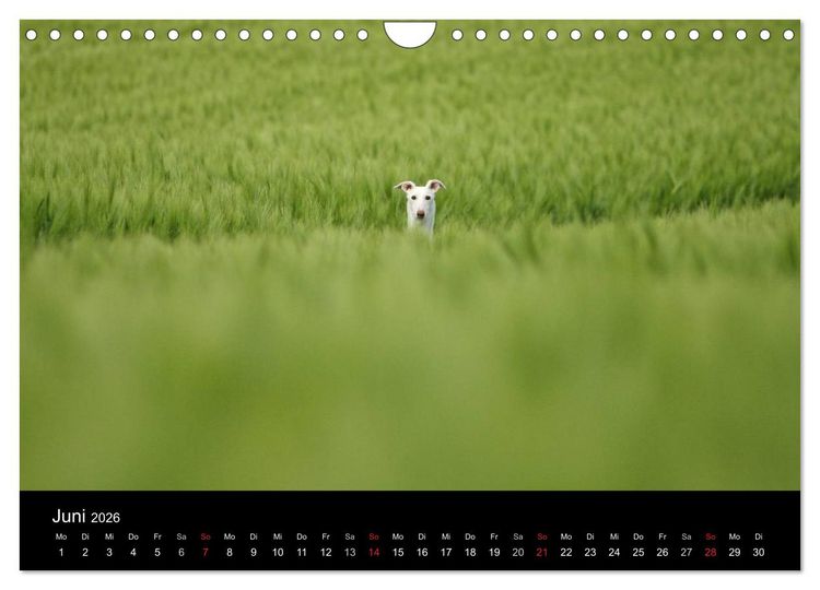 Produktbild: Der Windhundekalender (Wandkalender 2026 DIN A4 quer), CALVENDO Monatskalender