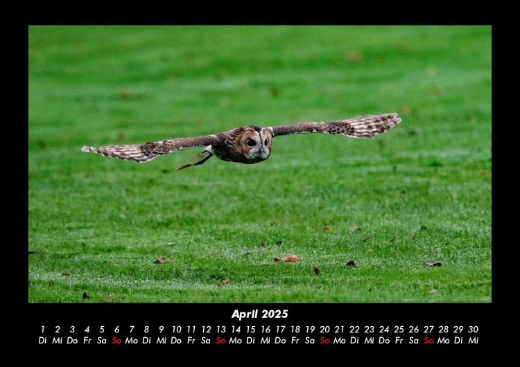 Produktbild: Tierkalender 2025 Fotokalender DIN A3