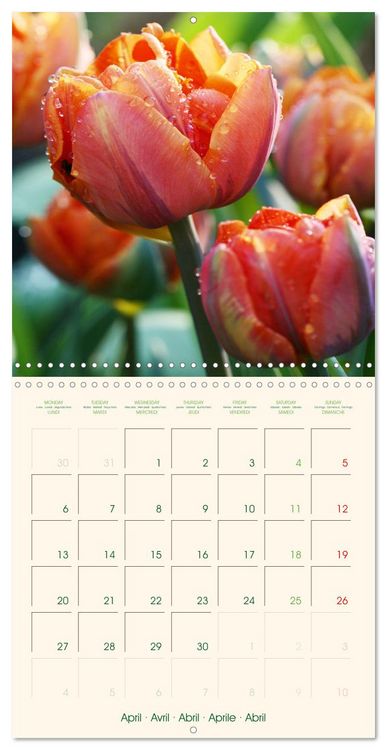 Produktbild: Tulipes charmantes et fra&icirc;ches (Calendrier mural carr&eacute; 2026 30x30 cm) Calendrier double avec une page pour vos prises de notes