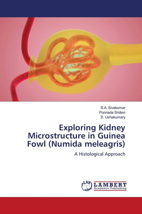 Produktbild: Exploring Kidney Microstructure in Guinea Fowl (Numida meleagris)
