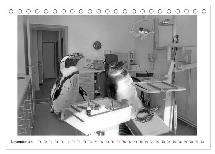 Produktbild: Pinguine privat (Tischkalender 2026 DIN A5 quer), CALVENDO Monatskalender
